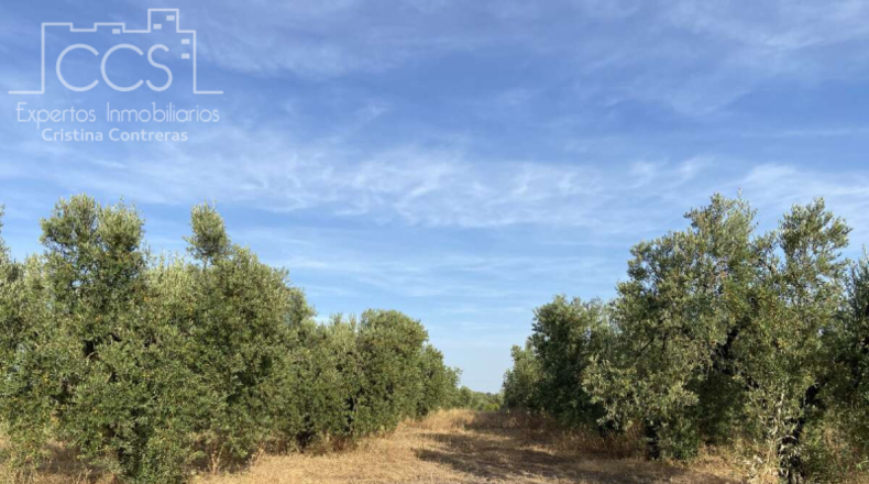 Huelva - Almonte - 44170m2