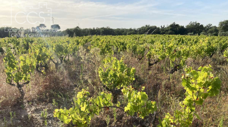 Huelva - Almonte - 44170m2
