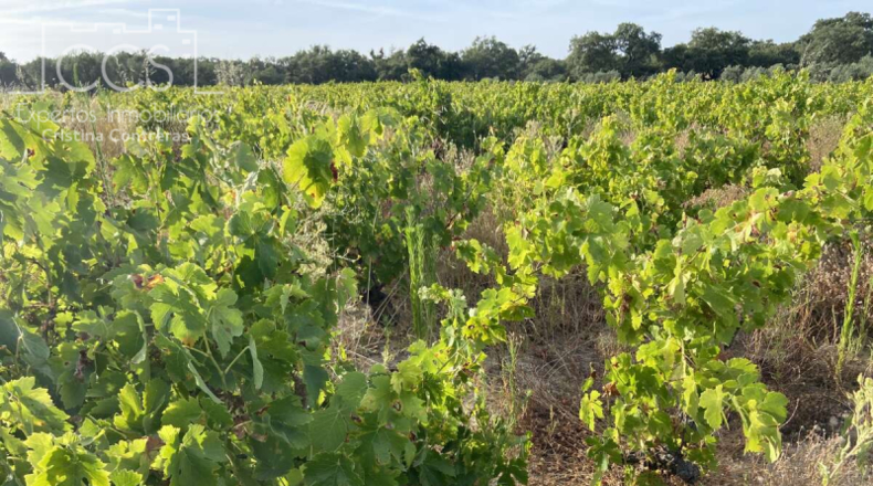 Huelva - Almonte - 44170m2