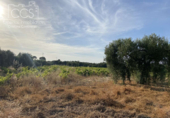 Terreno no urbanizable en venta en la España, Almonte, ref: TR131704 foto