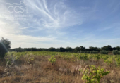 Terreno no urbanizable en venta en la España, Almonte, ref: TR131704 foto
