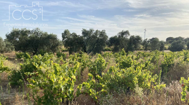 Huelva - Almonte - 44170m2