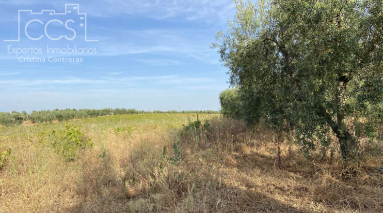 Huelva - Almonte - 44170m2
