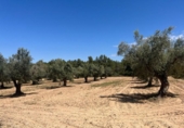 Chalet independiente con terreno en venta en la España, Cretas, ref: TR301795 foto