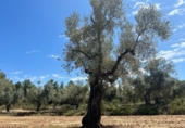 Chalet independiente con terreno en venta en la España, Cretas, ref: TR301795 foto
