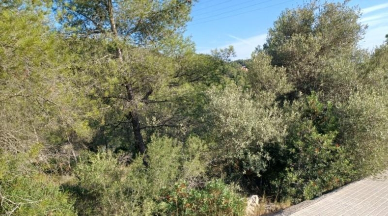 Barcelona - la Gornal - 1287m2
