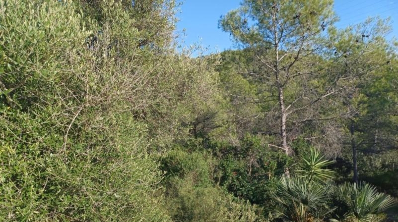 Barcelona - la Gornal - 1287m2