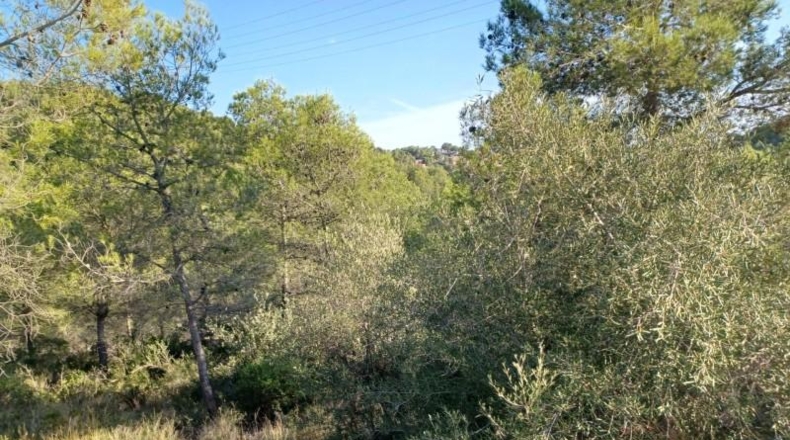 Barcelona - la Gornal - 1287m2