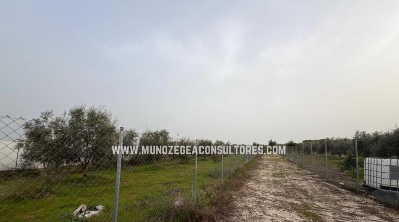 Córdoba - Лусена - 1400m2