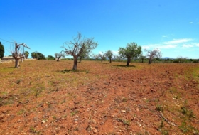 Santa Margalida 8325&nbsp;m²