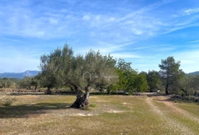 el Perelló 19535&nbsp;m²