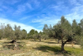 el Perelló 19535&nbsp;m²