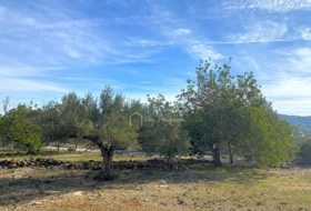 el Perelló 19535&nbsp;m²