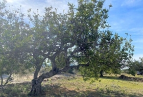 el Perelló 19535&nbsp;m²