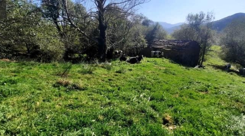 Cantabria - Miera - 21000m2