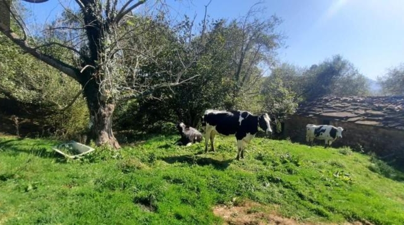 Cantabria - Miera - 21000m2