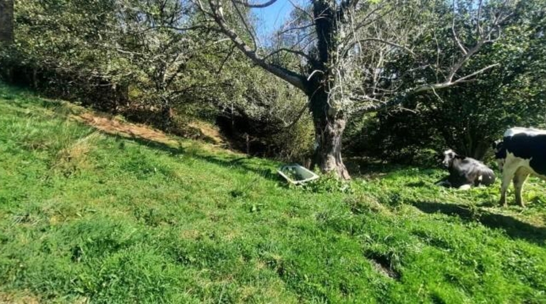 Cantabria - Miera - 21000m2
