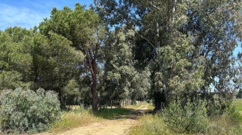 Sevilla - Villamanrique de la Condesa - 5000m2