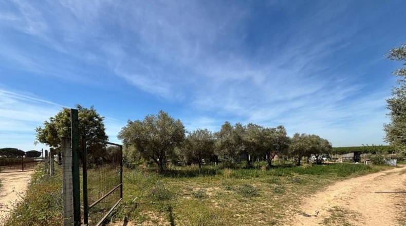 Sevilla - Villamanrique de la Condesa - 5000m2