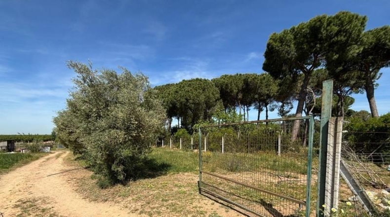 Sevilla - Villamanrique de la Condesa - 5000m2