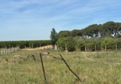 Terreno no urbanizable en venta en la España, Villamanrique de la Condesa, ref: TR406929 foto