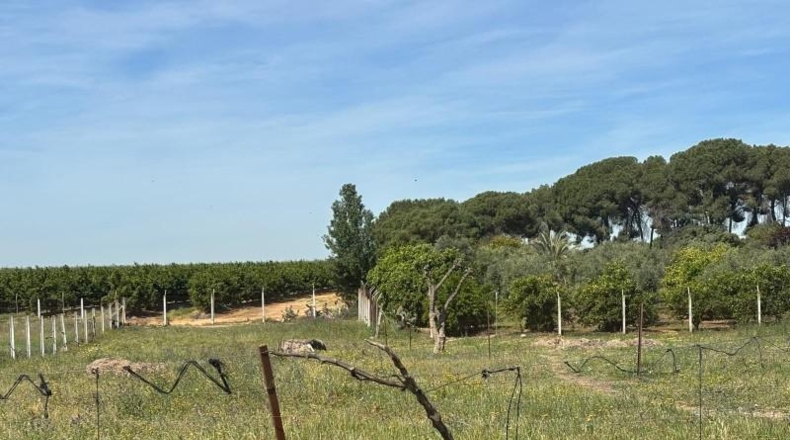 Sevilla - Villamanrique de la Condesa - 5000m2