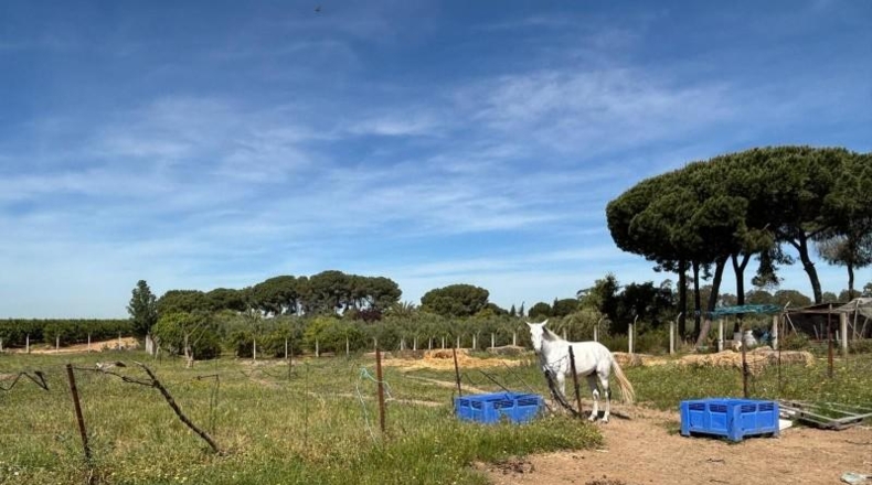 Sevilla - Villamanrique de la Condesa - 5000m2