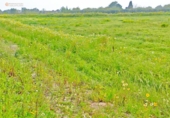 Terreno no urbanizable en venta en la España, Felanitx, ref: TR312729 foto