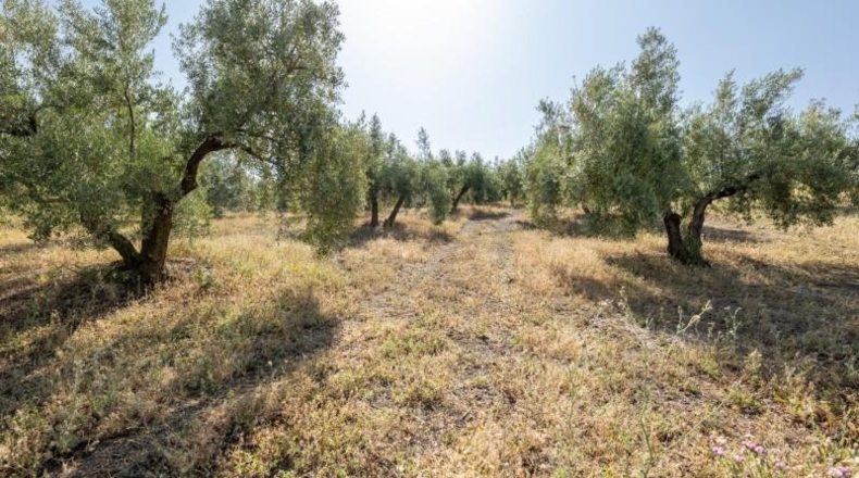 Granada - Alfacar - 400m2