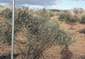 Terreno no urbanizable en venta en la España, Almansa, ref: TR239123 foto