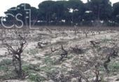 Terreno no urbanizable en venta en la España, Almonte, ref: TR306787 foto