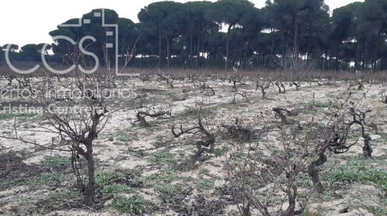 Huelva - Almonte - 28000m2