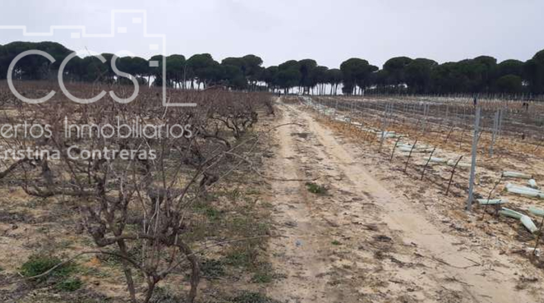 Huelva - Almonte - 28000m2