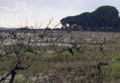 Terreno no urbanizable en venta en la España, Almonte, ref: TR306787 foto