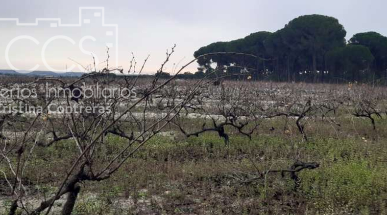 Huelva - Almonte - 28000m2