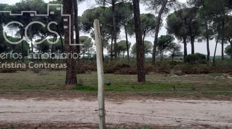 Huelva - Almonte - 28000m2