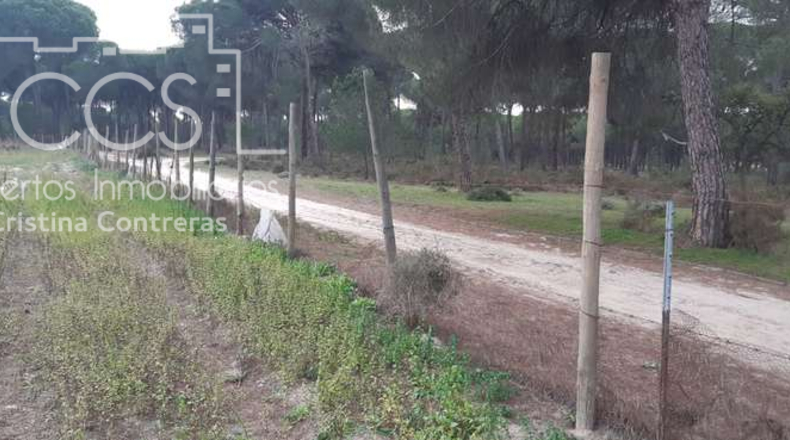 Huelva - Almonte - 28000m2