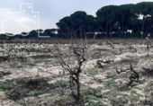 Terreno no urbanizable en venta en la España, Almonte, ref: TR306787 foto