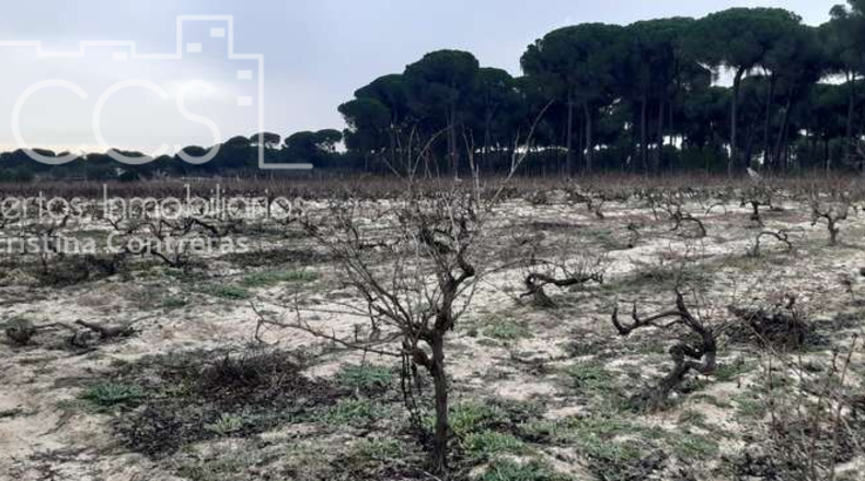 Huelva - Almonte - 28000m2