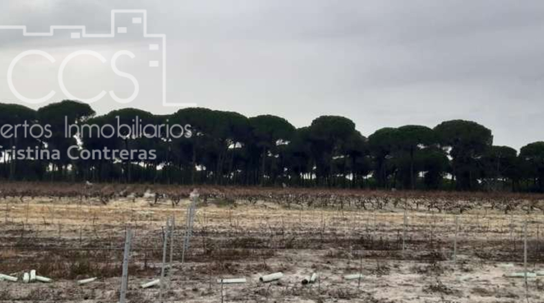 Huelva - Almonte - 28000m2
