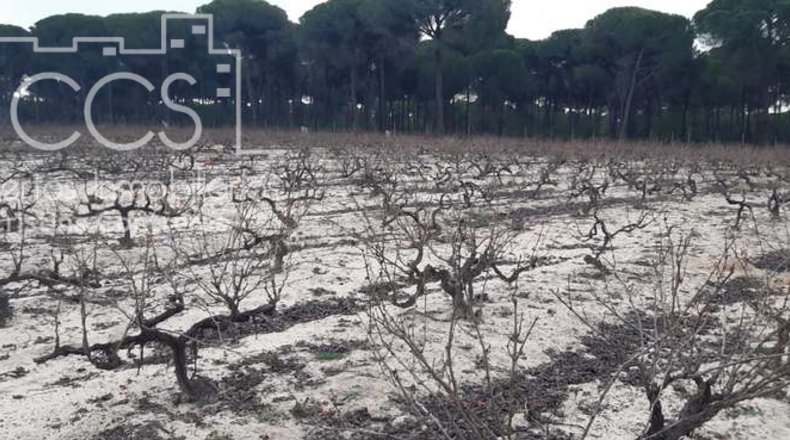 Huelva - Almonte - 28000m2