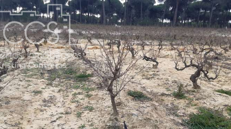 Huelva - Almonte - 28000m2