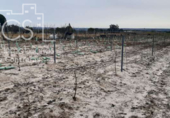 Terreno no urbanizable en venta en la España, Almonte, ref: TR306787 foto