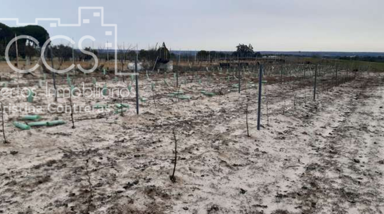 Huelva - Almonte - 28000m2