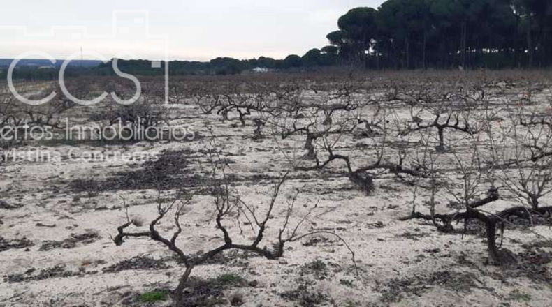 Huelva - Almonte - 28000m2