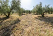 Suelo urbano en venta en la España, Alfacar, ref: TR237449 foto