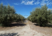 Terreny no urbanitzable en venda a la España, Agullent, ref.: TR121619 foto