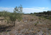 Terreny no urbanitzable en venda a la España, Agullent, ref.: TR121619 foto