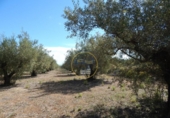 Terreny no urbanitzable en venda a la España, Agullent, ref.: TR121619 foto
