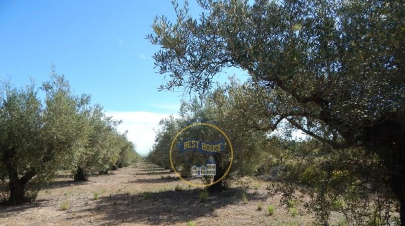 València - Agullent - 16270m2